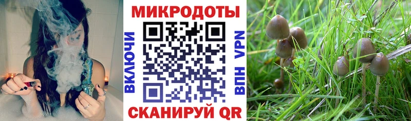 kraken tor  Сосновоборск  Галлюциногенные грибы Psilocybe  где найти  